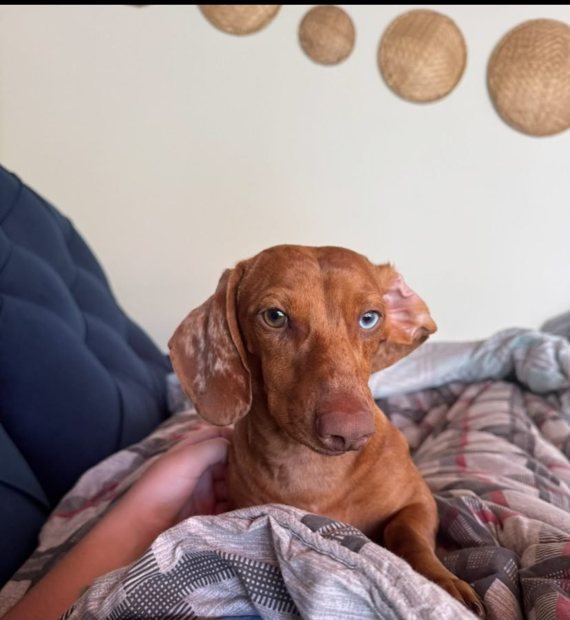 Filhote de Dachshund em socialização
