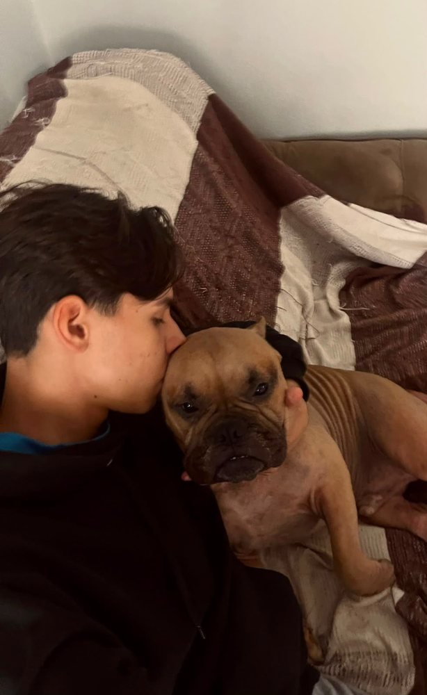 Kauã beijando a testa do Aquiles, o Kiki, American Bully