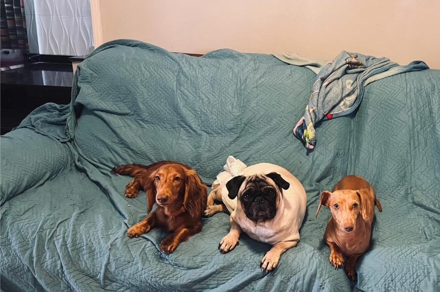 Peter, Max e Lia, os cães da casa