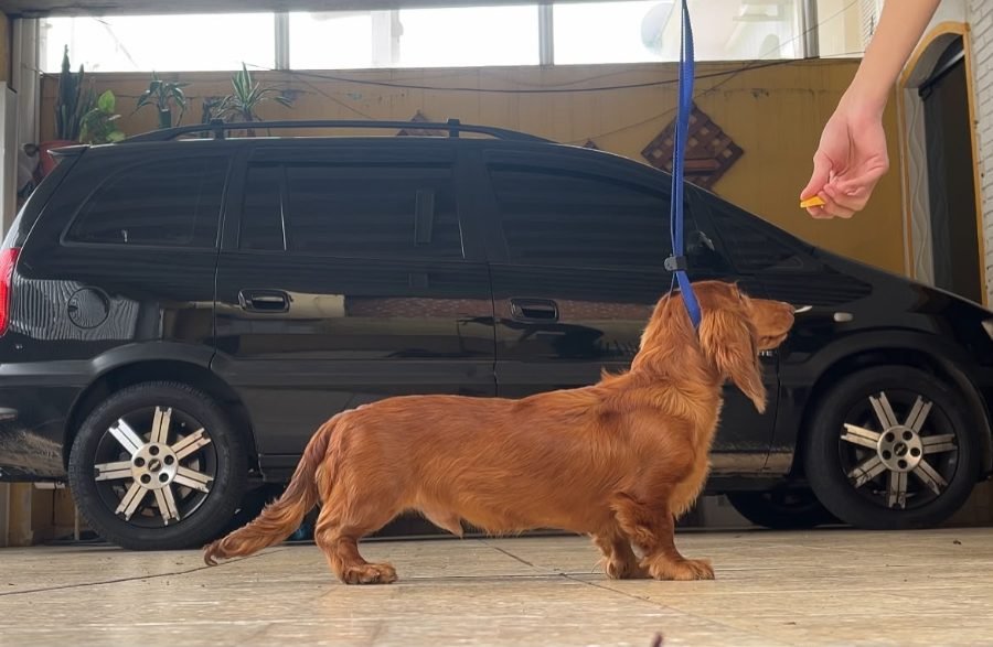 Peter em treino de condução na guia